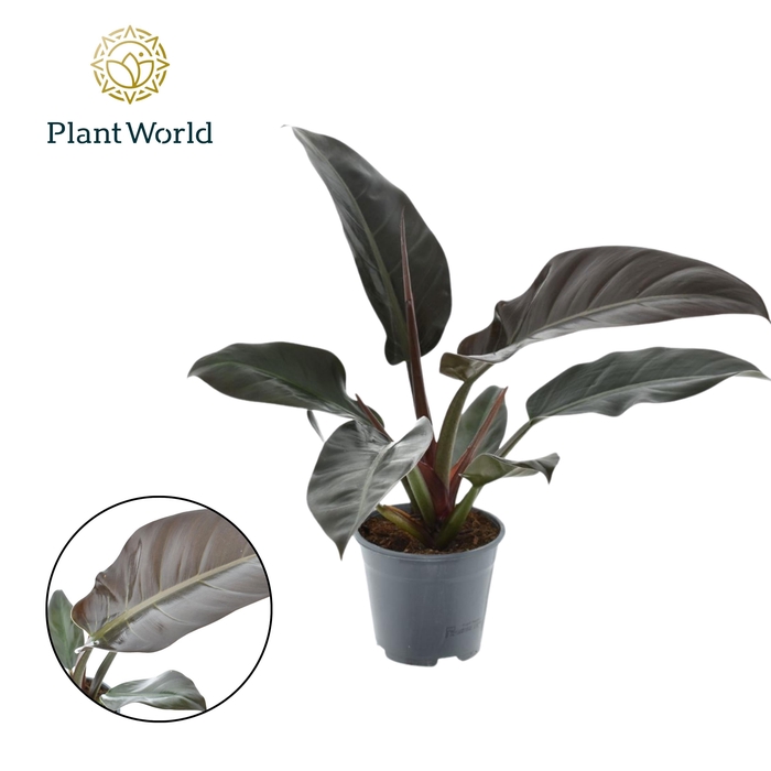 <h4>Philodendron Imperial Red</h4>