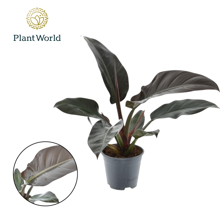 <h4>Philodendron Imperial Red</h4>