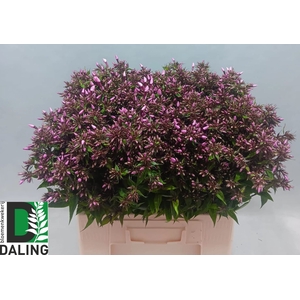 PHLOX P PINK EYES