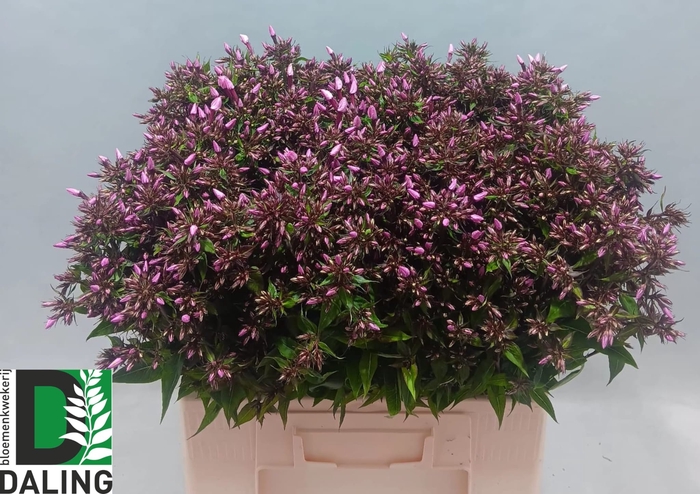 <h4>PHLOX P PINK EYES</h4>