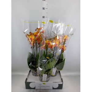 Phalaenopsis   ...orange