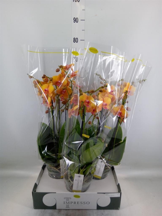 <h4>Phalaenopsis   ...orange</h4>
