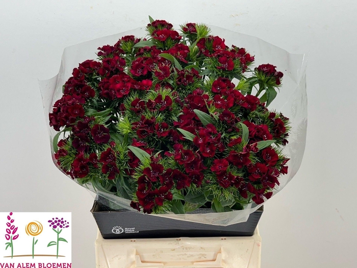 <h4>DI BARB S WILL RED</h4>