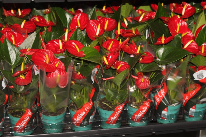 <h4>ANTHURIUM RED SUCCESS P09</h4>