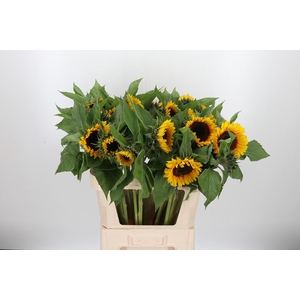 Helianthus Sunrich Orang