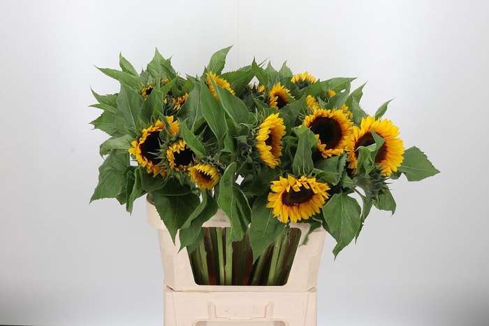 <h4>Helianthus Sunrich Orang</h4>