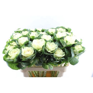 Brassica White Crane