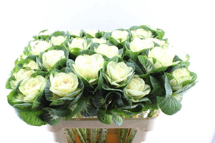 <h4>Brassica White Crane</h4>