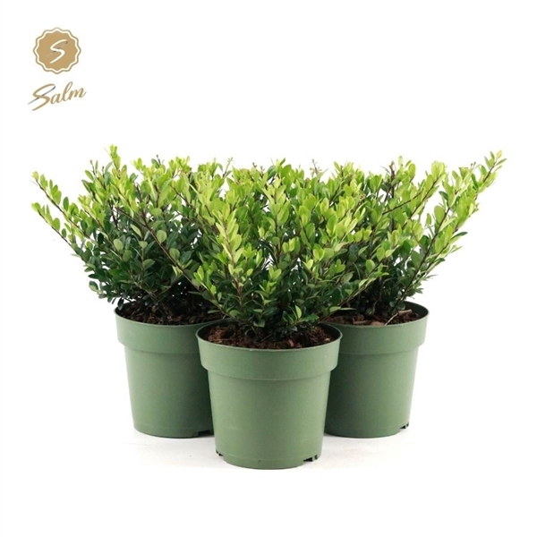 <h4>Ilex crenata 'Jenny'® P17</h4>