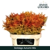 Solidago DYED Grey