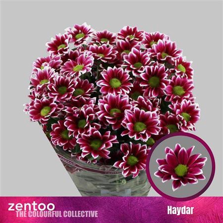 <h4>Chrysanthemum Indicum Grp tros kas Haydar</h4>