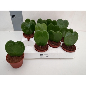 Hoya kerrii