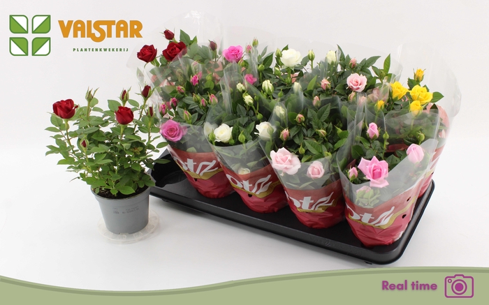 <h4>RO LOTZ OF GEM 6 KL</h4>