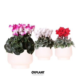 Cyclamen mix in Scandic pot white