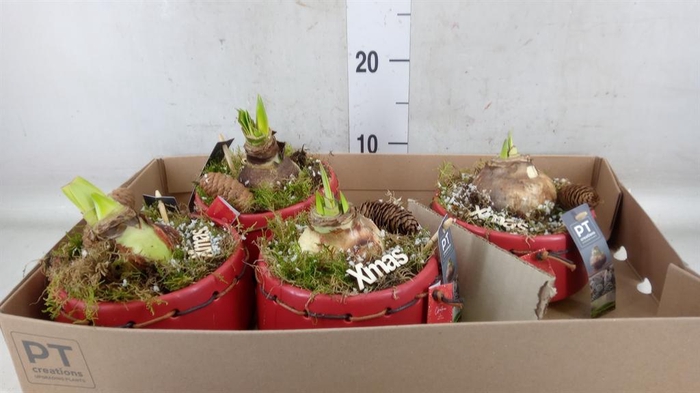 <h4>Arr. Kerst L%</h4>