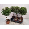 Myrtus Com Spiraal
