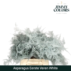 Asparagus 1ste White