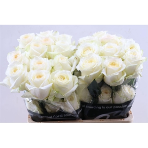 R Gr Candlelight Tessa