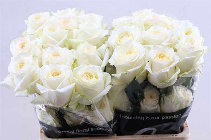 <h4>R Gr Candlelight Tessa</h4>