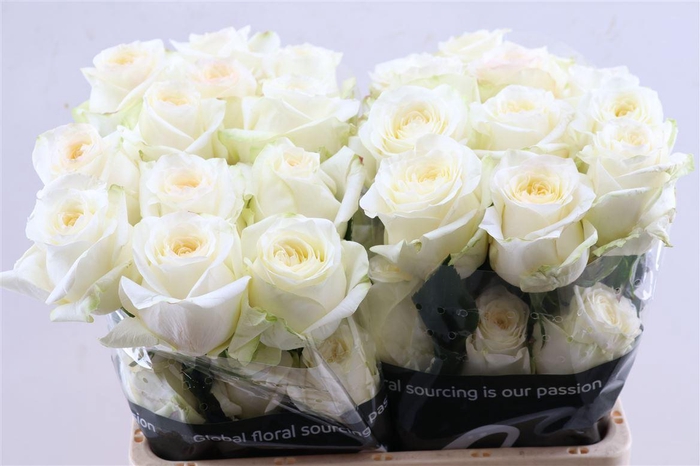 <h4>R Gr Candlelight Box</h4>