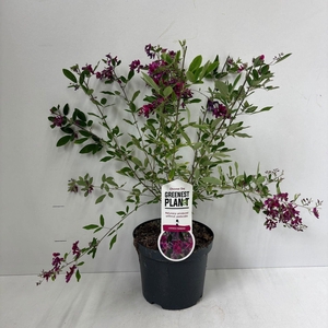 Lespedeza thunbergii
