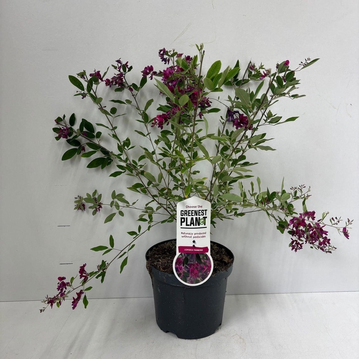 <h4>Lespedeza thunbergii</h4>