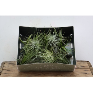 Tillandsia Ionantha Mix X20