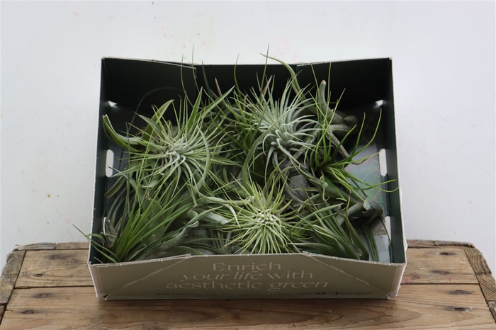 <h4>Tillandsia Ionantha Mix X20</h4>