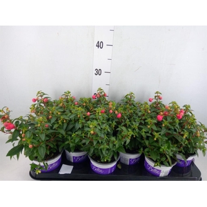 Fuchsia  'Bella Fuchsia Sacha'