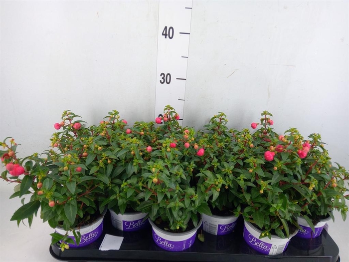 <h4>Fuchsia  'Bella Fuchsia Sacha'</h4>