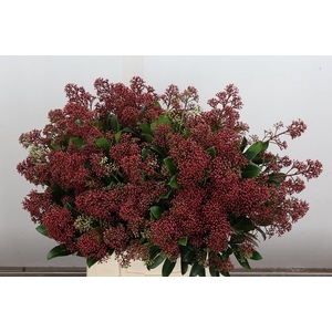 Skim J Rubella Bs (zuilen)