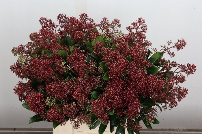 <h4>Skim J Rubella Bs (zuilen)</h4>