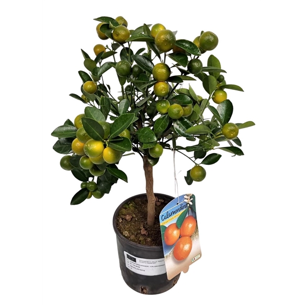 <h4>Citrus Calamondin Stem</h4>