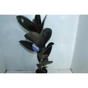 FICUS ELASTICA BURGUNDY P17