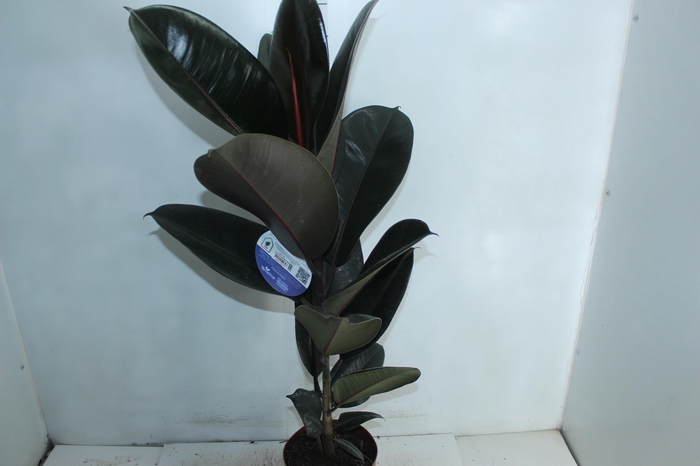 <h4>FICUS ELASTICA BURGUNDY P17</h4>
