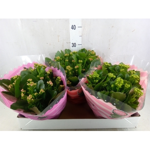 Kalanchoe blos.   ..rosebud mix  5