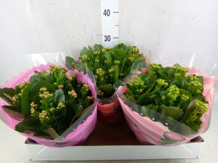 <h4>Kalanchoe blos.   ..rosebud mix  5</h4>