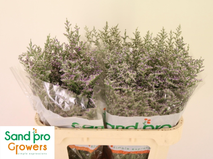 <h4>LIM MISTY BLUE</h4>