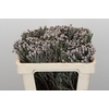 Kaaps Groen Silver Brunia