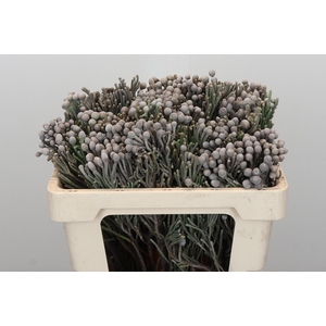 Kaaps Groen Silver Brunia