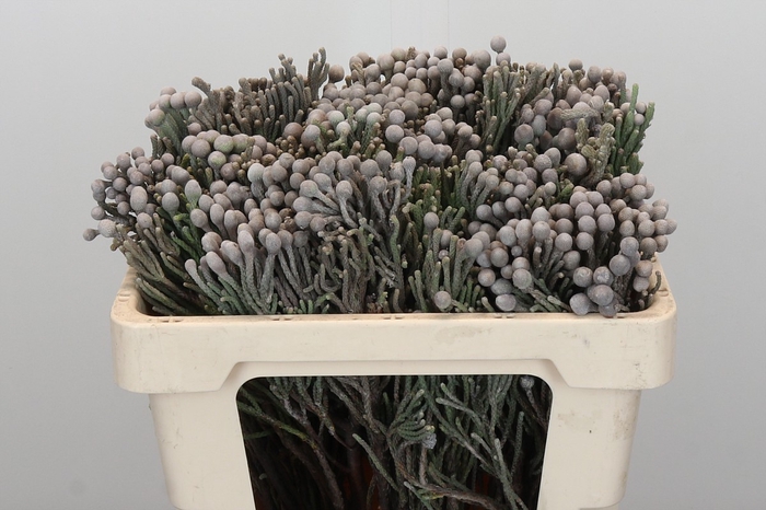 Kaaps Groen Silver Brunia