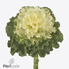 Brassica crane ruffle white