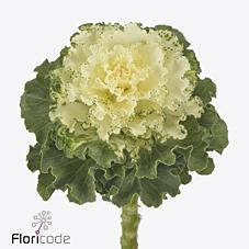 Brassica crane ruffle white