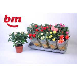 RO B MONDE GEM 6 SRT