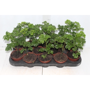 ARVORE DA FELICIDADE P11 MACHO