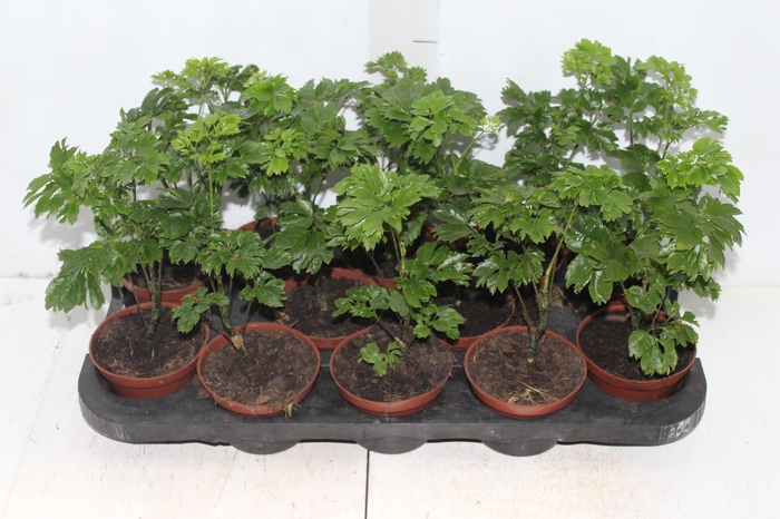 <h4>ARVORE DA FELICIDADE P11 MACHO</h4>