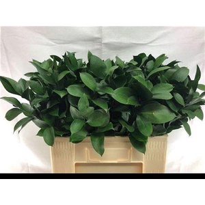 Ruscus Hypophyllum 55 Cm