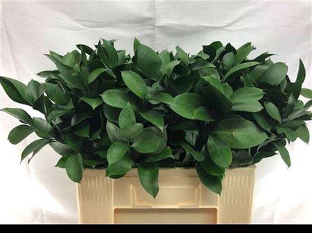 <h4>Ruscus Hypophyllum 55 Cm</h4>