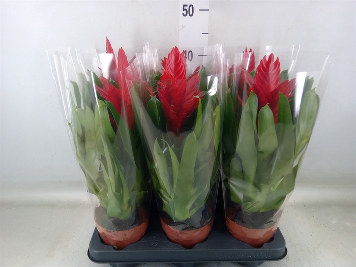 <h4>Vriesea  'Intenso Red'</h4>
