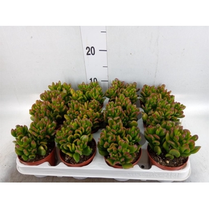 Crassula ovata 'Gandalf'